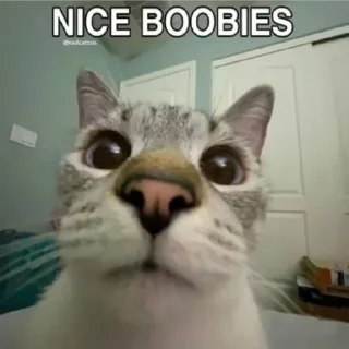 👁 Chin's pussies collection 🌚, Telegram sticker 12 of 29