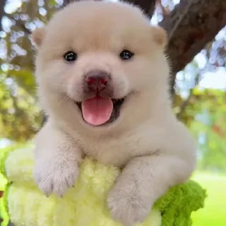 😊 лапы, стікер Telegram 10 з 49