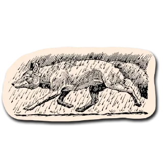 🌧 Vintage Coyotes, стікер Telegram 15 з 48