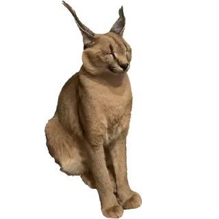 😑 Floppa (Caracal), sticker Telegram 13 sur 30