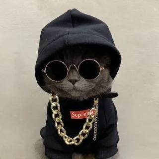 🐱 pack não cringe da @parkjinyoung, Telegram sticker 19 of 120
