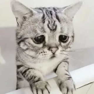 😞 Крути Кота!, Telegram sticker 24 of 62
