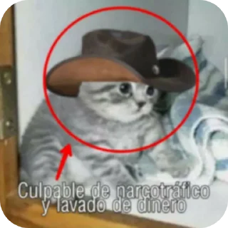 🐱 Gatos de chetito, Telegram sticker 9 of 120
