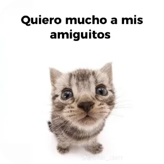 🐱 Bran, Telegram sticker 21 of 66
