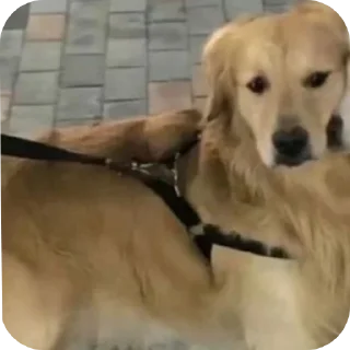🐶 Bran, Telegram sticker 23 of 66