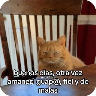 🐱 Bran, Telegram sticker 17 of 66