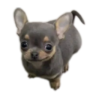 🐶 Eve Knight, стікер Telegram 22 з 49