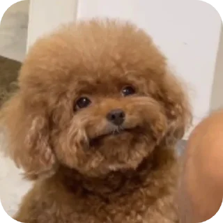 🐶 Eve Knight, стікер Telegram 21 з 49