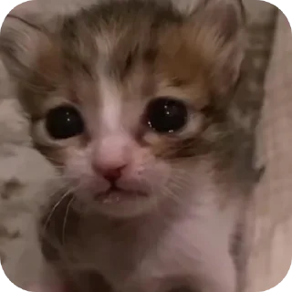 🐱 Eve Knight, стікер Telegram 13 з 49