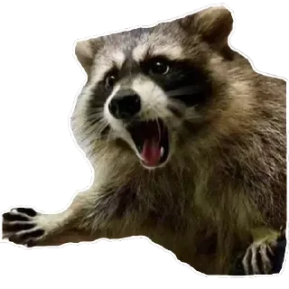 😱 Habēmus más Raccoon, Telegram sticker 19 of 120