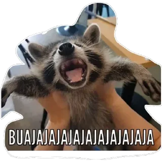 😆 Habēmus Raccoon, стикер Telegram 18 из 120