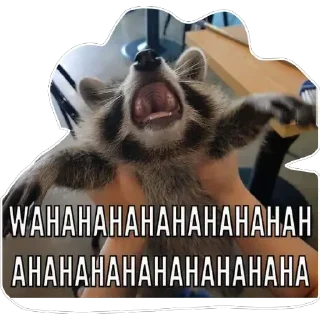 😂 Habēmus Raccoon, стикер Telegram 19 из 120