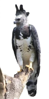 🦅 𝗜𝗺𝗽𝗲́𝗿𝗶𝗼 𝗱𝗼 𝗕𝗿𝗮𝘀𝗶𝗹 |🇧🇷, sticker Telegram 24 sur 70