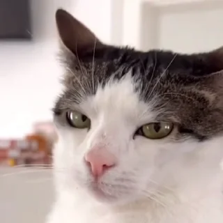 😾 lotso ᴾʰᵃⁿᵗᵒᵐ 𝘾𝙤-𝙊𝙬𝙣𝙚𝙧 [‌ 🅜🅞🅞🅝 ]‌ 🌕 Video Steal Pack 1, стикер Telegram 9 из 30