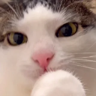 😛 lotso ᴾʰᵃⁿᵗᵒᵐ 𝘾𝙤-𝙊𝙬𝙣𝙚𝙧 [‌ 🅜🅞🅞🅝 ]‌ 🌕 Video Steal Pack 1, стикер Telegram 16 из 30