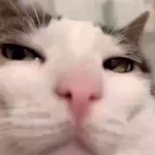 lotso ᴾʰᵃⁿᵗᵒᵐ 𝘾𝙤-𝙊𝙬𝙣𝙚𝙧 [‌ 🅜🅞🅞🅝 ]‌ 🌕 Video Steal Pack 1