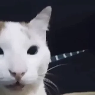 😹 lotso ᴾʰᵃⁿᵗᵒᵐ 𝘾𝙤-𝙊𝙬𝙣𝙚𝙧 [‌ 🅜🅞🅞🅝 ]‌ 🌕 Video Steal Pack 1, стикер Telegram 22 из 30