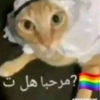 🏳️‍🌈 que, sticker Telegram 9 sur 37