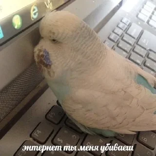 🇧🇷 ДикейОтДиСи, стикер Telegram 16 из 26
