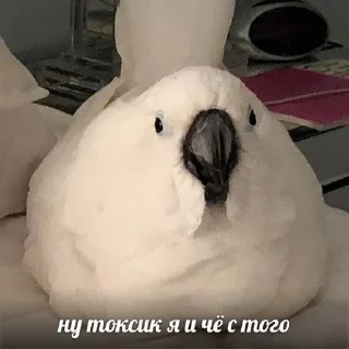 🇧🇷 ДикейОтДиСи, стикер Telegram 12 из 26
