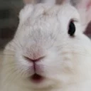 😮 buns, стікер Telegram 13 з 33
