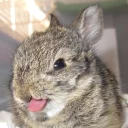 😛 buns, стікер Telegram 23 з 33