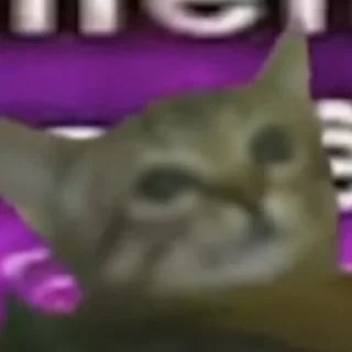 🐱 babidi, стикер Telegram 16 из 25
