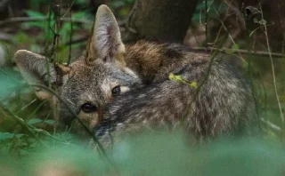 👀 The Canis Latrans, стікер Telegram 11 з 120