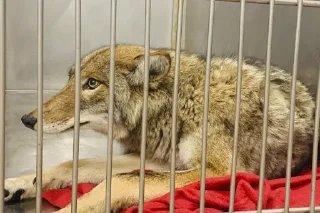 😕 The Canis Latrans, стікер Telegram 17 з 120