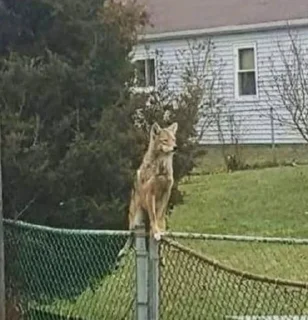 🐺 The Canis Latrans, стікер Telegram 20 з 120