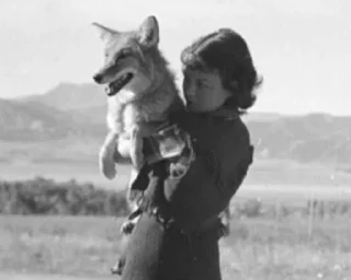 🤱 The Canis Latrans, стікер Telegram 12 з 120