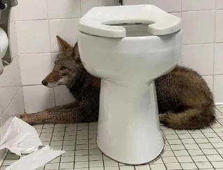 🚽 The Canis Latrans, стікер Telegram 19 з 120