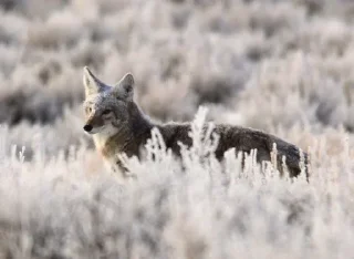 🐺 The Canis Latrans, стікер Telegram 13 з 120