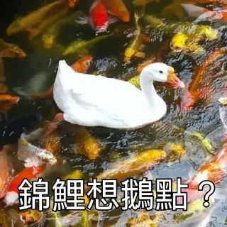 鵝又番黎啦