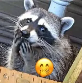 🦝 MELHORES DO KUROO❗️, стікер Telegram 12 з 18