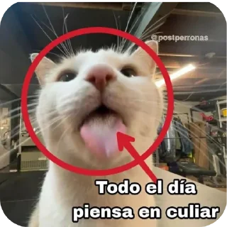 Gatos de chetito