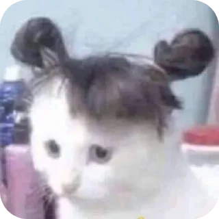 🐱 Gatos de chetito, sticker Telegram 8 sur 120