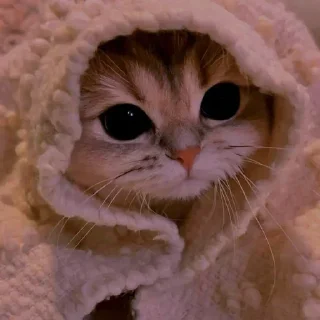 🥶 Já falei que é meu, Telegram sticker 19 of 120