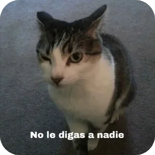 🐱 Bran, sticker Telegram 14 sur 66