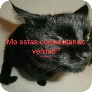 🐱 Bran, sticker Telegram 22 sur 66