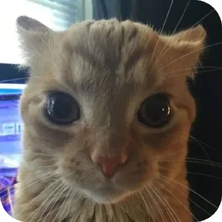 🐱 Bran, sticker Telegram 6 sur 66