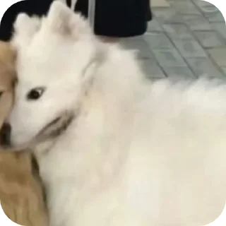 🐶 Bran, sticker Telegram 24 sur 66