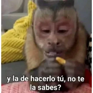 🐒 MSYVPN-PRO, sticker Telegram 8 sur 48