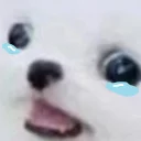Animal memes