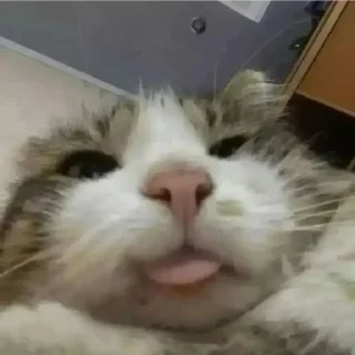 😝 Chin's pussies collection 🌚, Telegram sticker 20 of 29