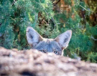 👀 The Canis Latrans, Telegram sticker 5 of 120
