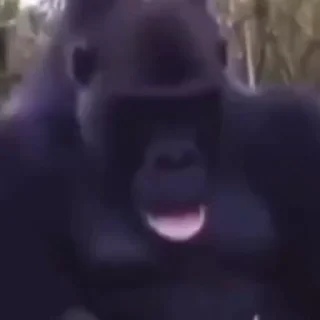 🦍 Video Stickers @BOYSLEGION, стікер Telegram 16 з 43