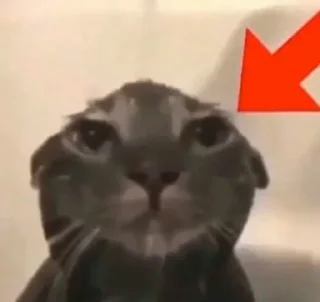 🐱 Random Shit, Telegram sticker 19 of 120
