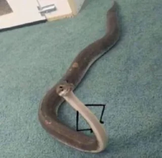 🐍 Diversos, стикер Telegram 23 из 65
