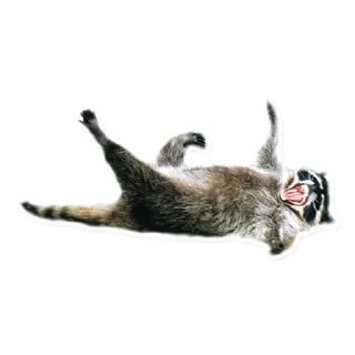 🤣 Habēmus más Raccoon, Telegram sticker 14 of 120